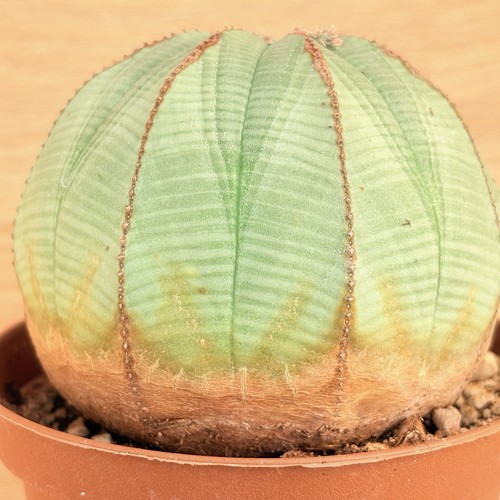 Euphorbia obesa pot - obesa,
