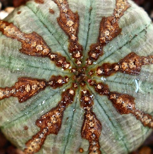 Euphorbia obesa selected - euphorbia,