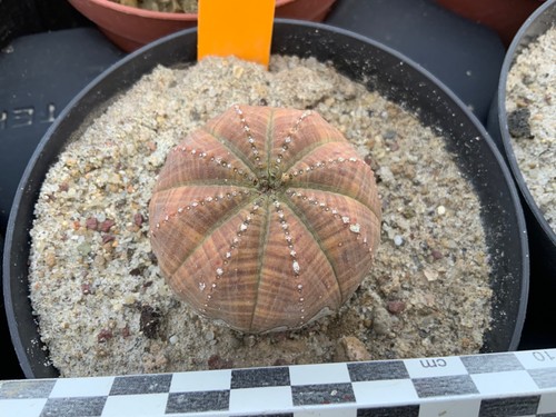 788 euphorbia obesa - 788, selection