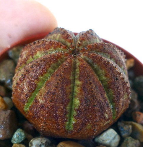 Euphorbia obesa super brown - euphorbia,
