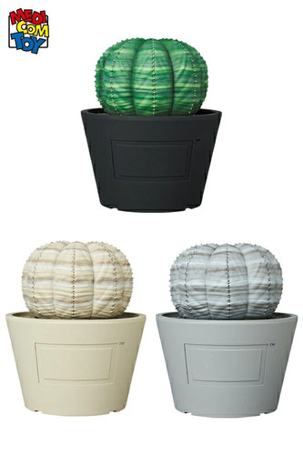 Giappone vcd euphorbia - giappone,