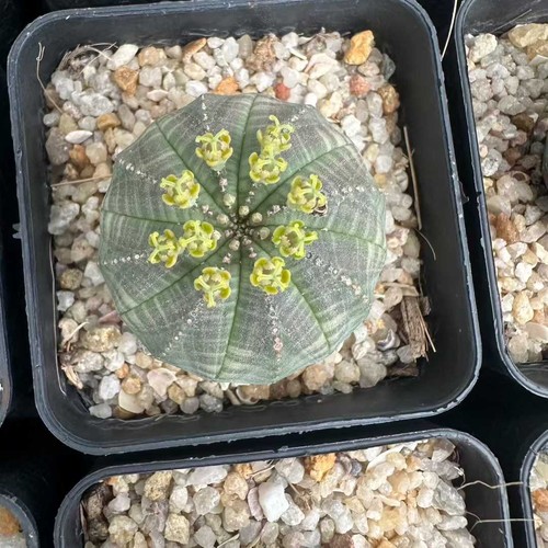 2pcs euphorbia obesa - euphorbia,