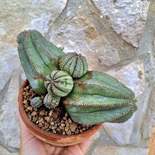 Euphorbia obesa multi head - euphorbia,