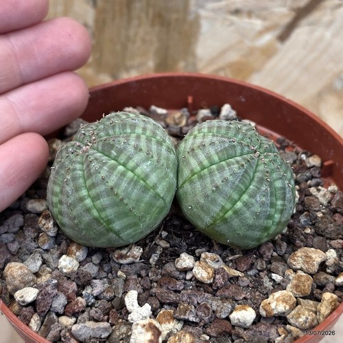 Euphorbia obesa dicotomica