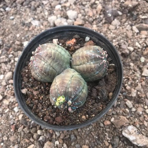 Pianta cactus succulenta - cactus,
