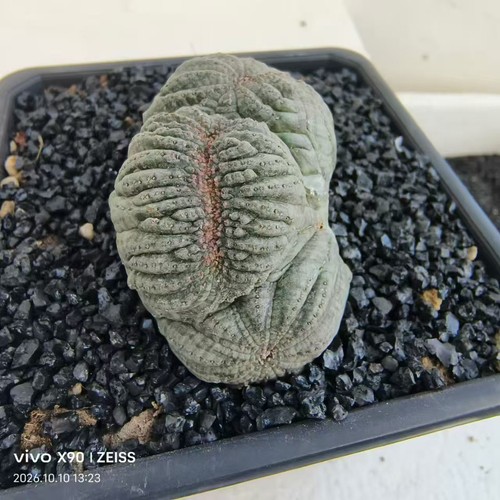 Vendo raro gancio euphorbia - raro,