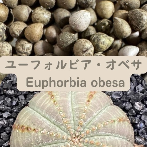 Semi euphorbia - semi, di