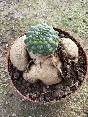 Rara pianta cactus - pianta, di