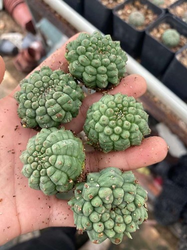 Rara pianta cactus - rara,