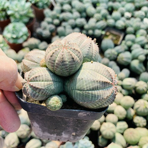 Teste multiple euphorbia - euphorbia, obesa