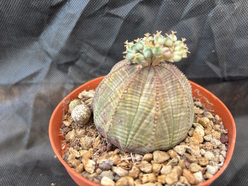 Euphorbia obesa cactus piante - euphorbia,