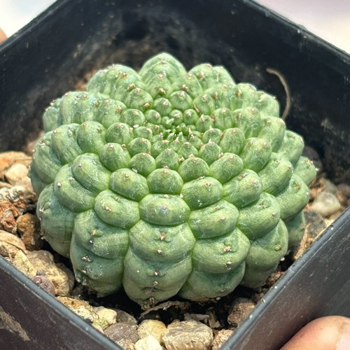 Pianta cactus succulenta - pianta,