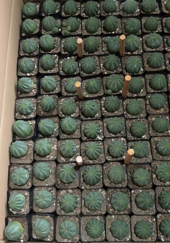 5cm euphorbia obesa hook f - 4.5cm,