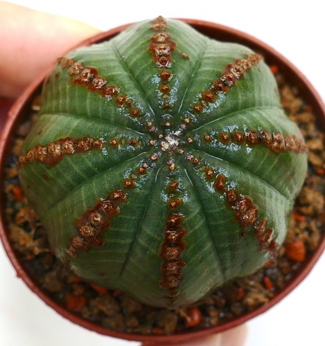 Euphorbia obesa star shape and - euphorbia,