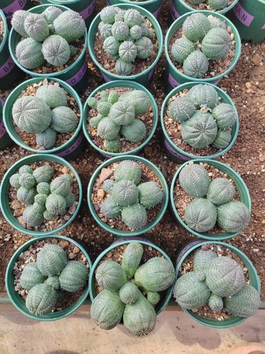 Euphorbia obesa teste multiple