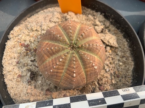 Wysiwyg 063 euphorbia obesa - wysiwyg,