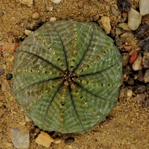 Cactus euphorbia - cactus,