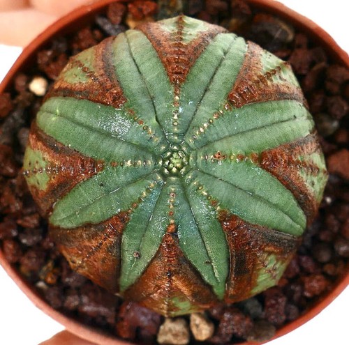 Euphorbia obesa brown marks - brown,