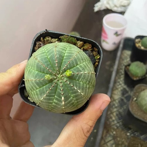 Pianta cactus succulenta - pianta,