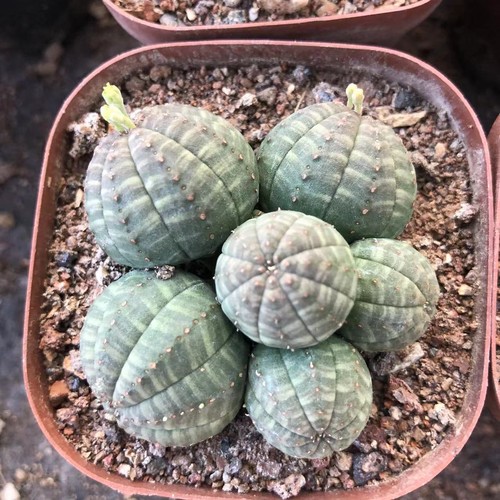 Raro gancio obesa euforbia
